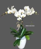  Chậu Lan Hồ Điệp Trắng Đẹp - S818 