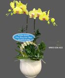  Chậu Lan Hồ Điệp Vàng 2 Cây - S947 