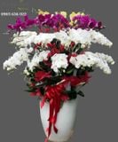  Chậu Lan Hồ Điệp Xoay Tròn - S954 