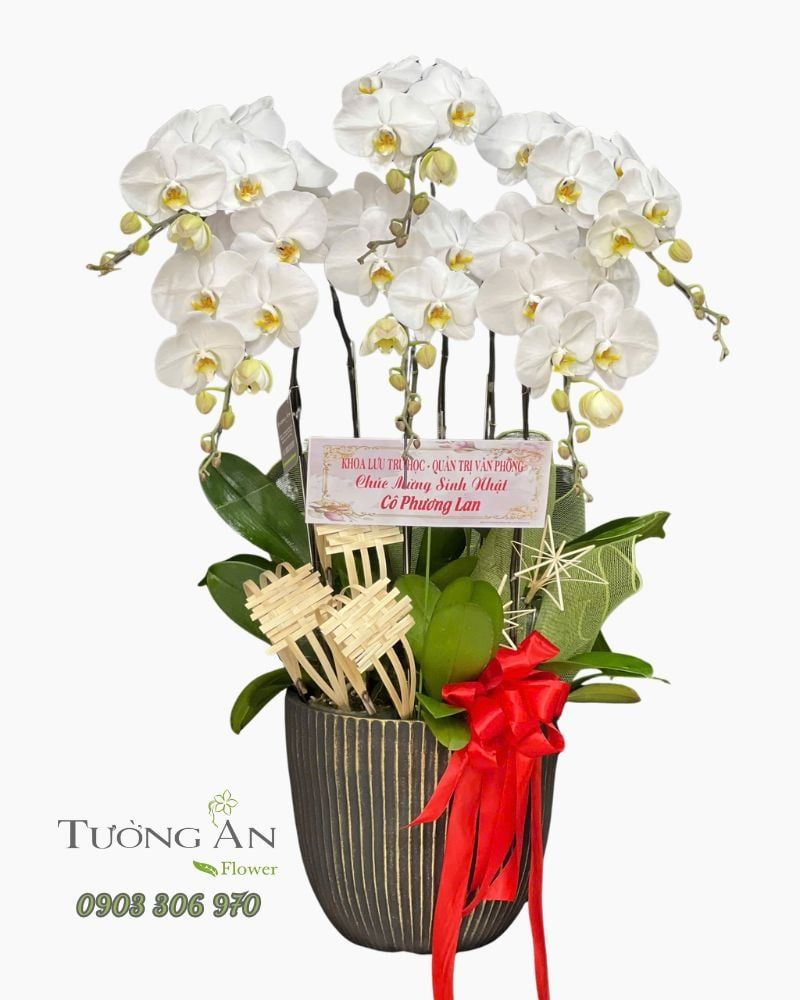  Chậu Lan Hồ Điệp Ngọc Khiết Trường An - LHD01 