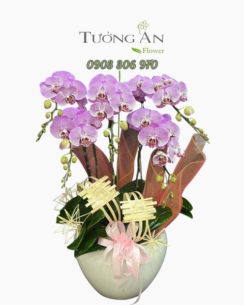  Chậu Lan Hồ Điệp Tím Ngọc Cát Tường - LHD10 