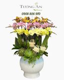  Chậu Lan Hồ Điệp Phú Quý Tam Sắc - LHD09 