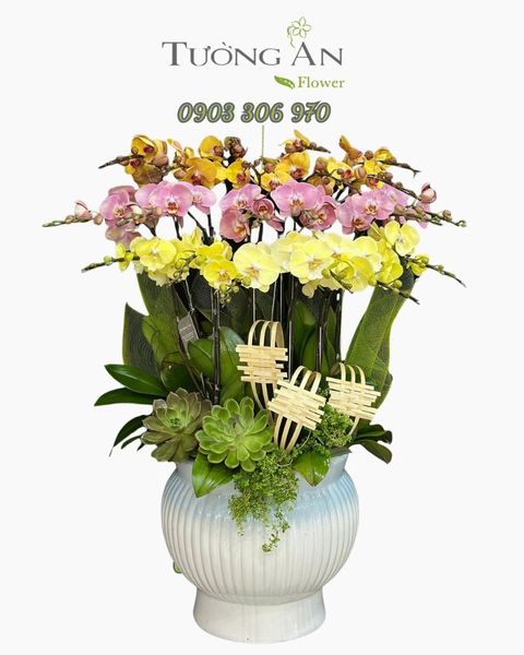 Chậu Lan Hồ Điệp Phú Quý Tam Sắc - LHD09