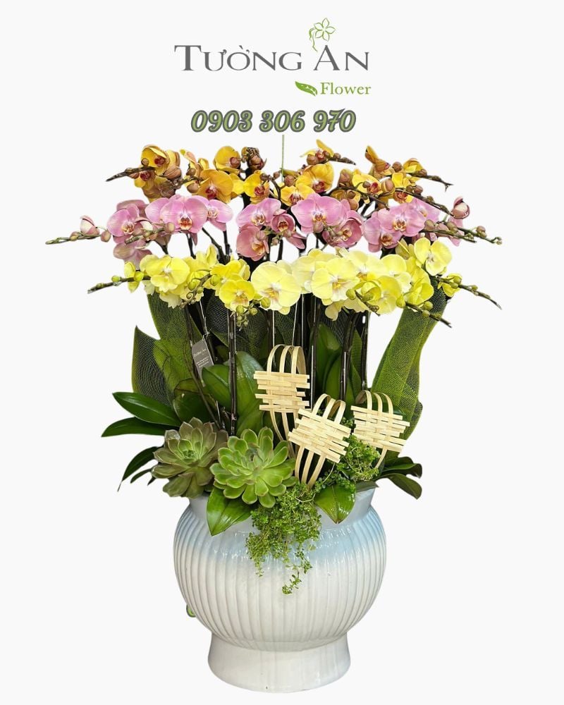  Chậu Lan Hồ Điệp Phú Quý Tam Sắc - LHD09 