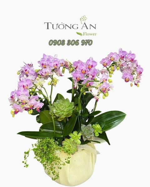 Chậu Lan Hồ Điệp Tím Ngọc Phú Quý - LHD08