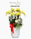  Chậu Lan Hồ Điệp Hoàng Kim Phát Lộc - LHD07 