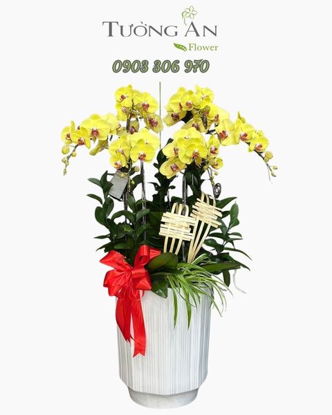 Chậu Lan Hồ Điệp Hoàng Kim Phát Lộc - LHD07