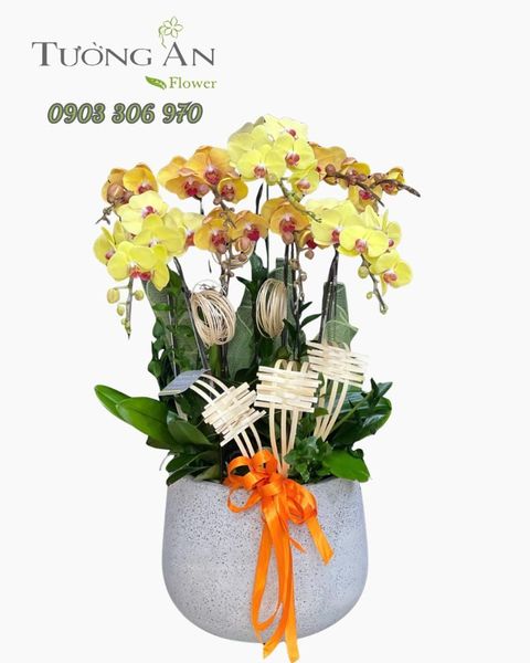 Chậu Lan Hồ Điệp Kim Lộc Viên Phúc - LHD06