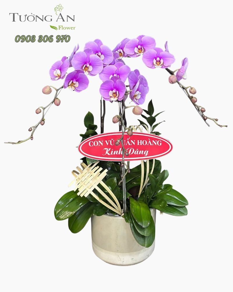  Chậu Lan Hồ Điệp Tử Ngọc An Nhiên - LHD05 