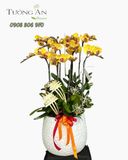  Chậu Lan Hồ Điệp Hoàng Kim Thịnh Phúc - LHD04 