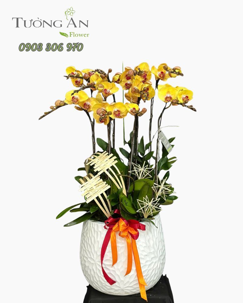  Chậu Lan Hồ Điệp Hoàng Kim Thịnh Phúc - LHD04 