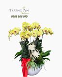  Chậu Lan Hồ Điệp Kim Phúc Khai Hoa - LHD03 