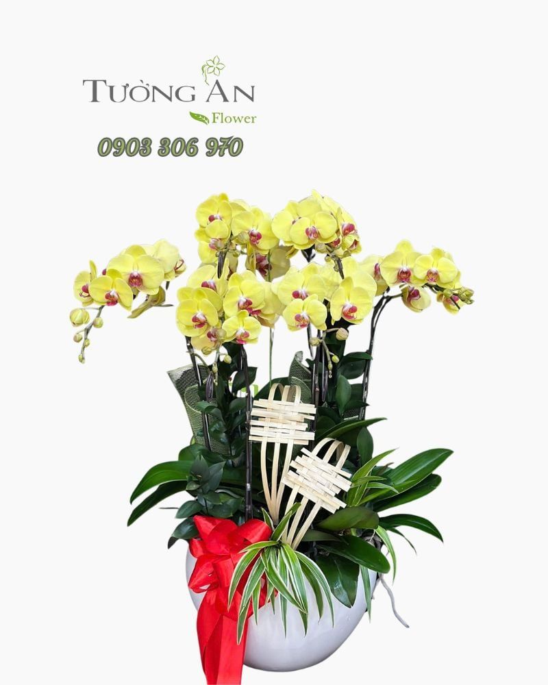  Chậu Lan Hồ Điệp Kim Phúc Khai Hoa - LHD03 