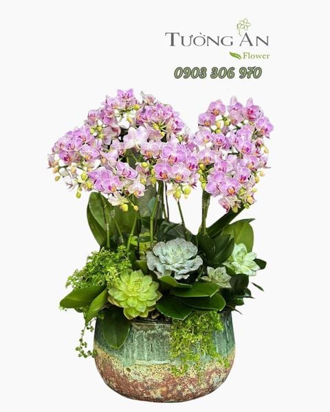Chậu Lan Hồ Điệp Phúc Ngọc Viên Mãn - LHD02