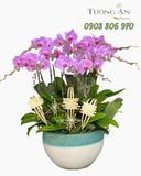 Chậu Lan Hồ Điệp Phấn Ngọc Cát Tường - LHD11 