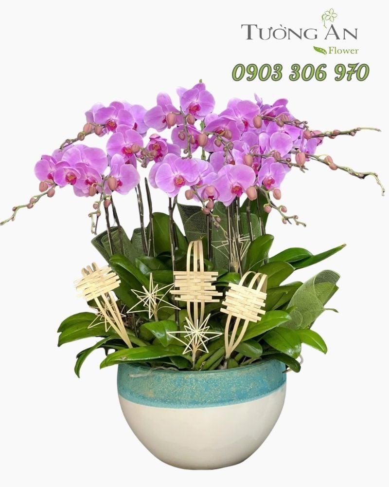  Chậu Lan Hồ Điệp Phấn Ngọc Cát Tường - LHD11 