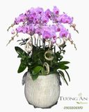  Chậu Lan Hồ Điệp Lan Tím Vượng Phát - LHD16 