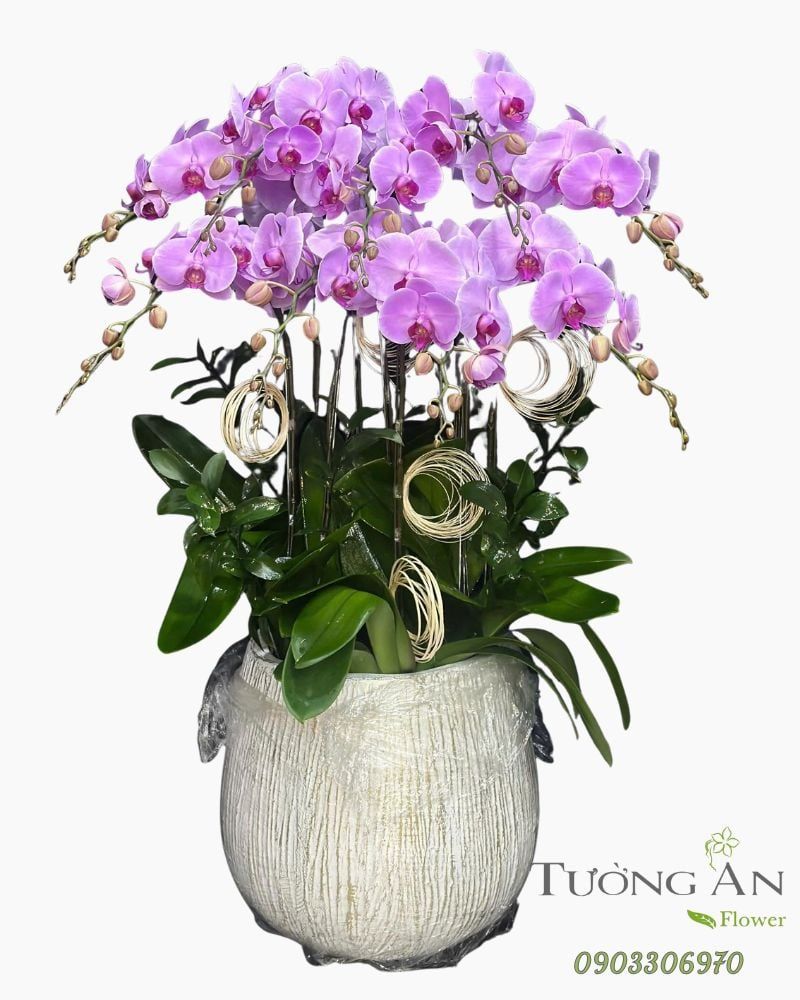  Chậu Lan Hồ Điệp Lan Tím Vượng Phát - LHD16 