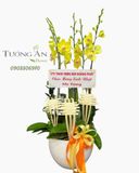  Chậu Lan Hồ Điệp Kim Phát Hưng Vượng - LHD13 