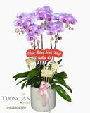  Chậu Lan Hồ Điệp Phú Quý Tím An - LHD12 