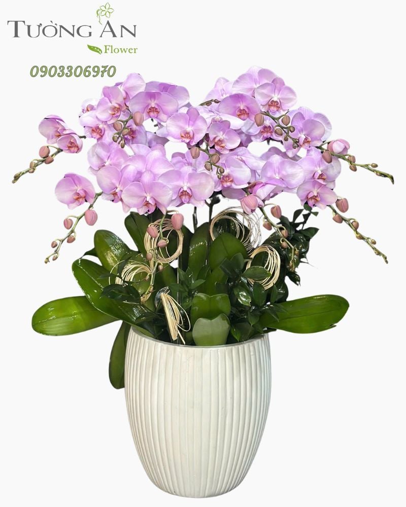  Chậu Lan Hồ Điệp Lan Tím Trường An - LHD14 