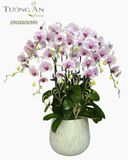  Chậu Lan Hồ Điệp Lan Phú Quý Trường Tồn - LHD15 