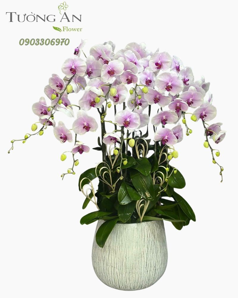  Chậu Lan Hồ Điệp Lan Phú Quý Trường Tồn - LHD15 