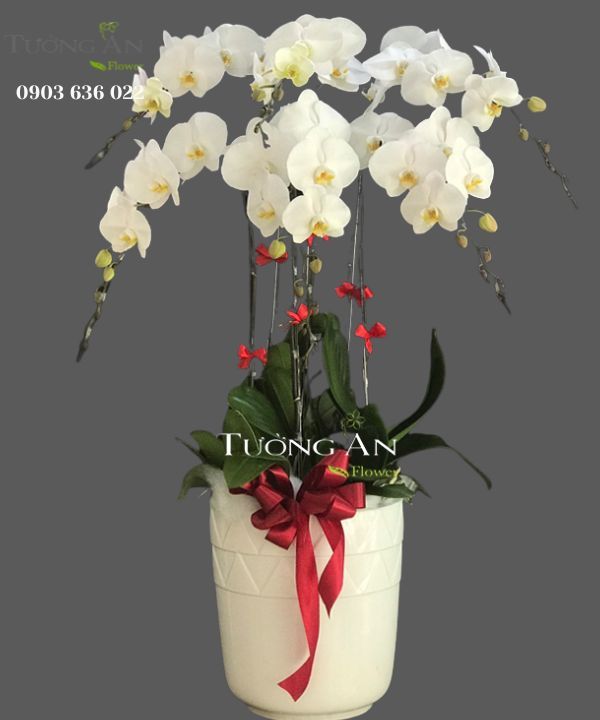  Chậu Lan Hồ Điệp Lộc Non - S701 