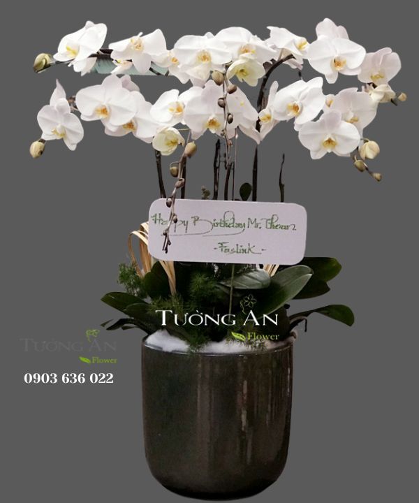  Chậu Lan Hồ Điệp Lộc - S692 