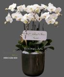  Chậu Lan Hồ Điệp Lộc - S692 