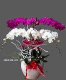  Chậu Lan Hồ Điệp Lộc Trời - S695 