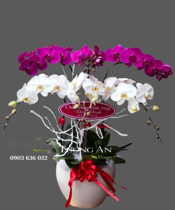  Chậu Lan Hồ Điệp Lộc Trời - S695 