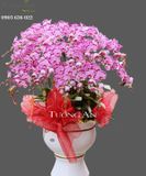  CHẬU LAN HỒ ĐIỆP MAY MẮN - S663 