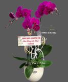  Chậu Lan Hồ Điệp May Mắn - S786 