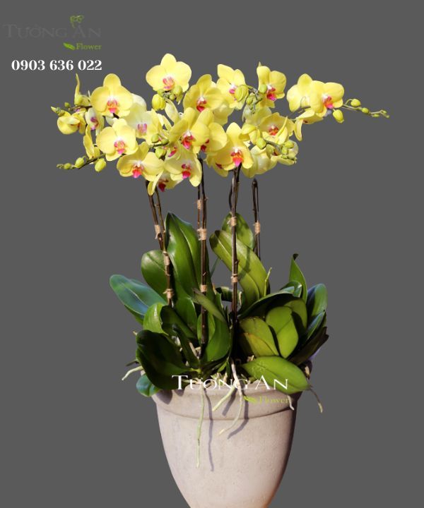  Chậu Lan Hồ Điệp Nắng Hạ - S750 