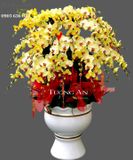  Chậu Lan Hồ Điệp Ngày Vinh Quang - S768 