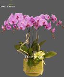  Chậu Lan Hồ Điệp Nhẹ Nhàng - S656 