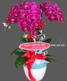  Chậu Lan Hồ Điệp Phát Lộc - S801 