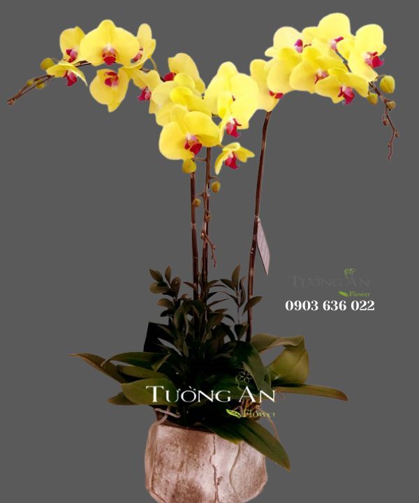  Chậu Lan Hồ Điệp Phát Tài - S689 