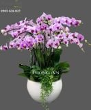  Chậu Lan Hồ Điệp Phát Tài - S796 