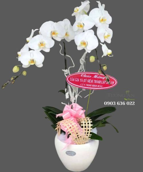 chau-hoa-phat-trien-s800