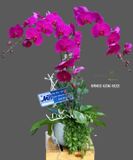  Chậu Lan Hồ Điệp Phú Quý - S795 