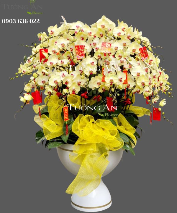  Chậu Lan Hồ Điệp Phú Quý Trọn Đời - S782 