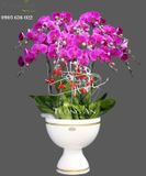  Chậu Lan Hồ Điệp Phúc Lộc Thọ - S783 