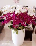  CHẬU LAN HỒ ĐIỆP TIẾN LÊN - S648 