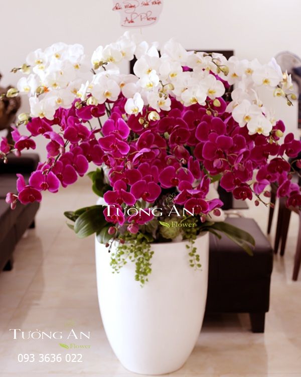  CHẬU LAN HỒ ĐIỆP TIẾN LÊN - S648 