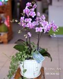  Chậu Lan Hồ Điệp Thuỷ Chung - S655 