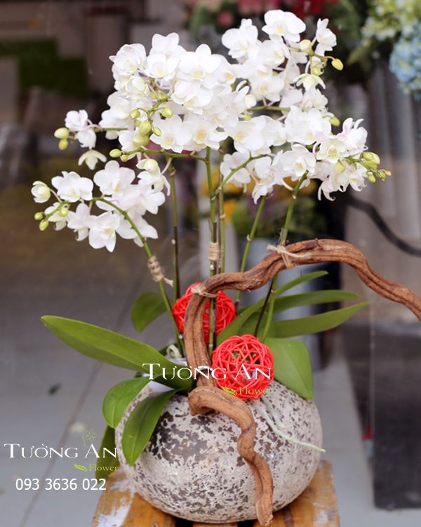  Chậu Lan Hồ Điệp Ánh Sáng Tương Lai - S657 