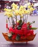  CHẬU LAN HỒ ĐIỆP THUẬN BƯỜM XUÔI GIÓ - S664 