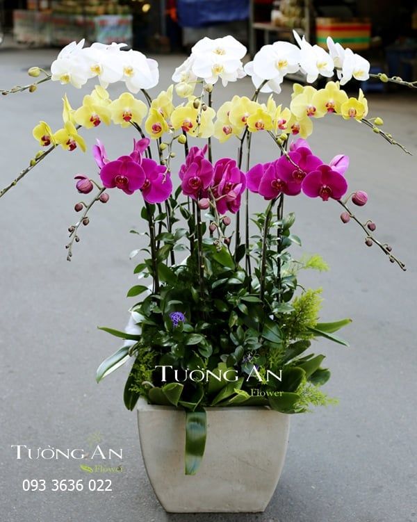  CHẬU LAN HỒ ĐIỆP THẬP TOÀN THẬP MỸ - S665 